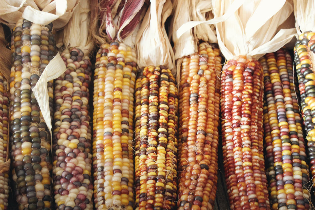 Beautiful fancy looking corn cobs with jewel and harvest tone kernels.