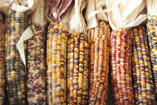 Beautiful fancy looking corn cobs with jewel and harvest tone kernels.